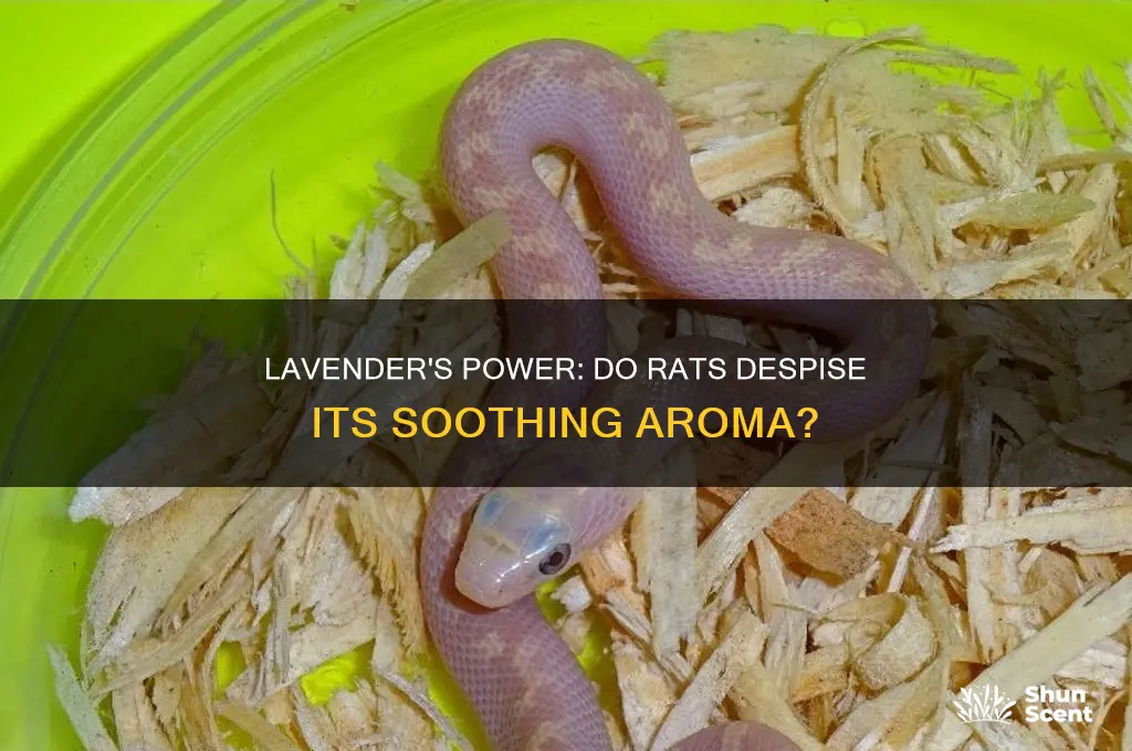 do rats hate lavender scent