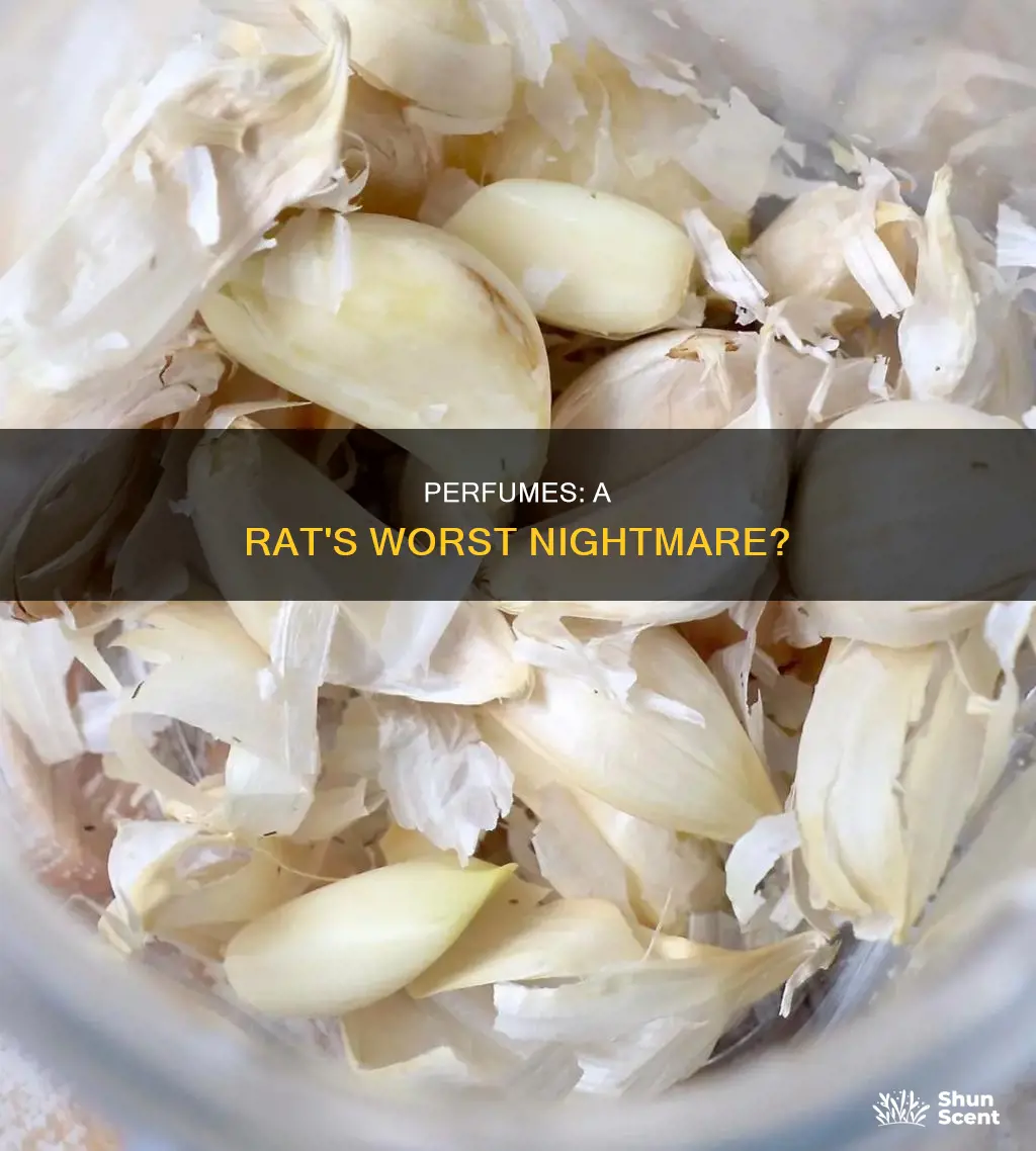 do rats hate perfume