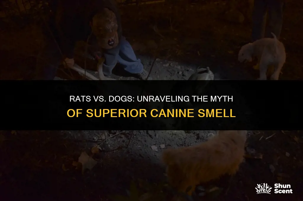 do rats have a stronger sense of smell than dogs