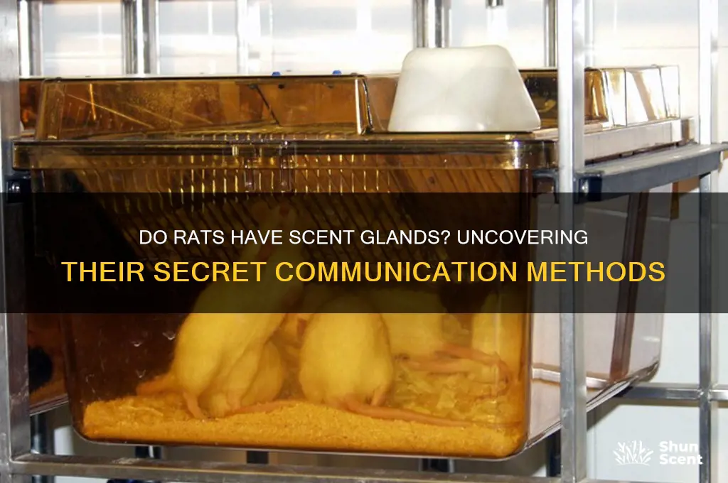 do rats have scent glands