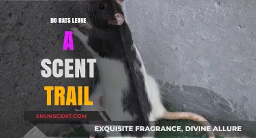 Do Rats Leave a Scent Trail? Uncovering Rodent Navigation Secrets
