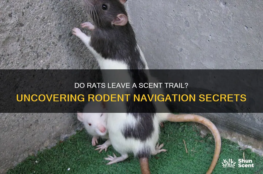 do rats leave a scent trail