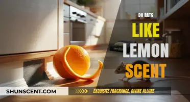 Do Rats Like Lemon Scent? Uncovering the Truth About Rodent Preferences