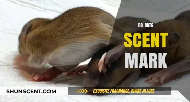Do Rats Scent Mark? Understanding Rodent Communication and Territory Behavior