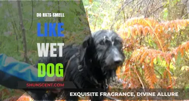 Exploring the Myth: Do Rats Really Smell Like Wet Dogs?