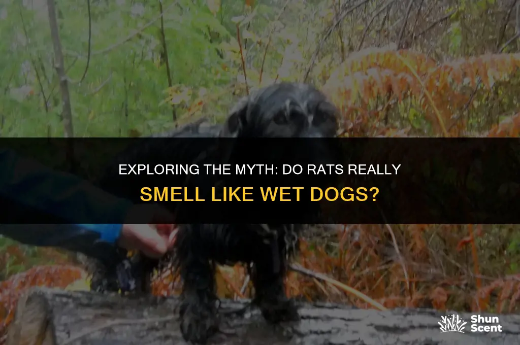 do rats smell like wet dog
