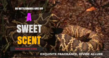 Unveiling the Truth: Rattlesnakes and Their Sweet Scent Myth
