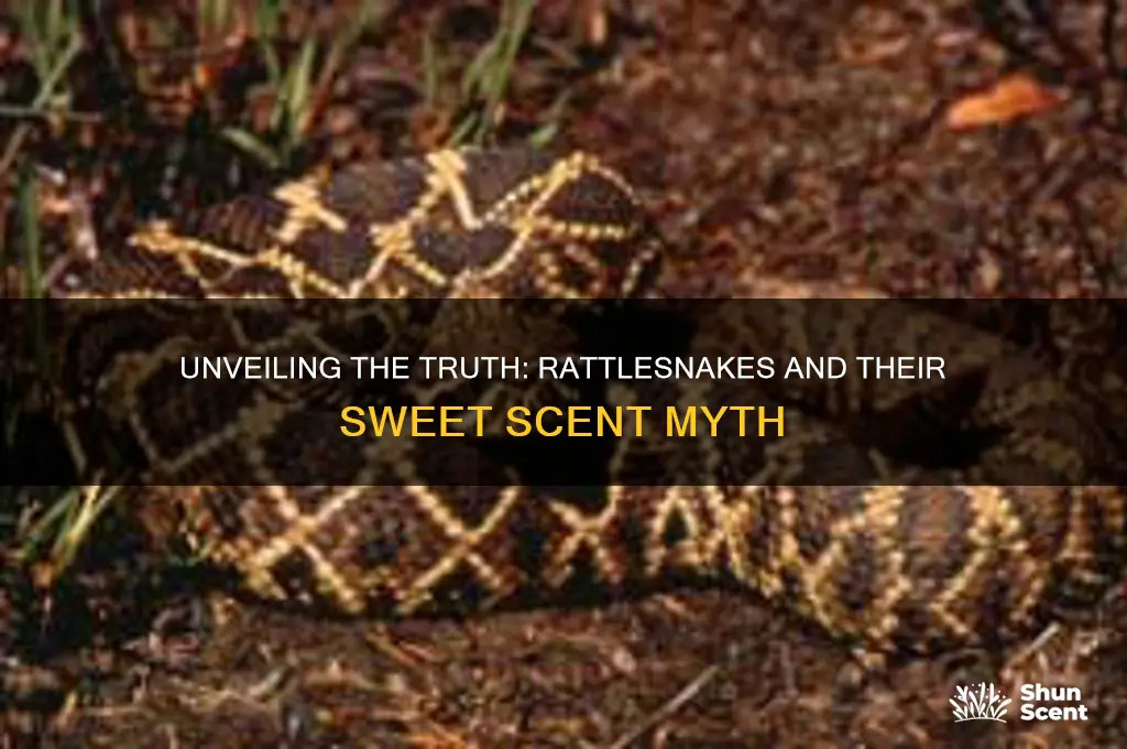 do rattlesnakes give off a sweet scent
