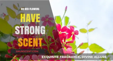 Red Flowers and Their Scents: Unveiling the Truth Behind the Fragrance