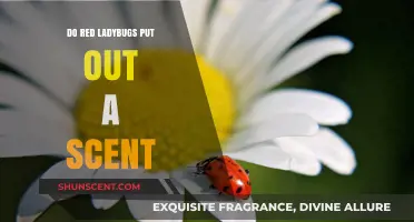 Do Red Ladybugs Emit a Scent? Uncovering the Truth