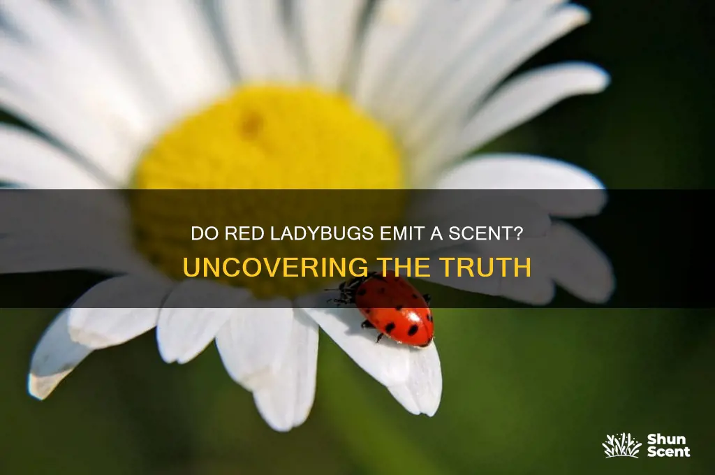 do red ladybugs put out a scent