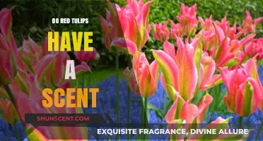 Do Red Tulips Have a Scent? Unveiling Their Fragrant Secrets