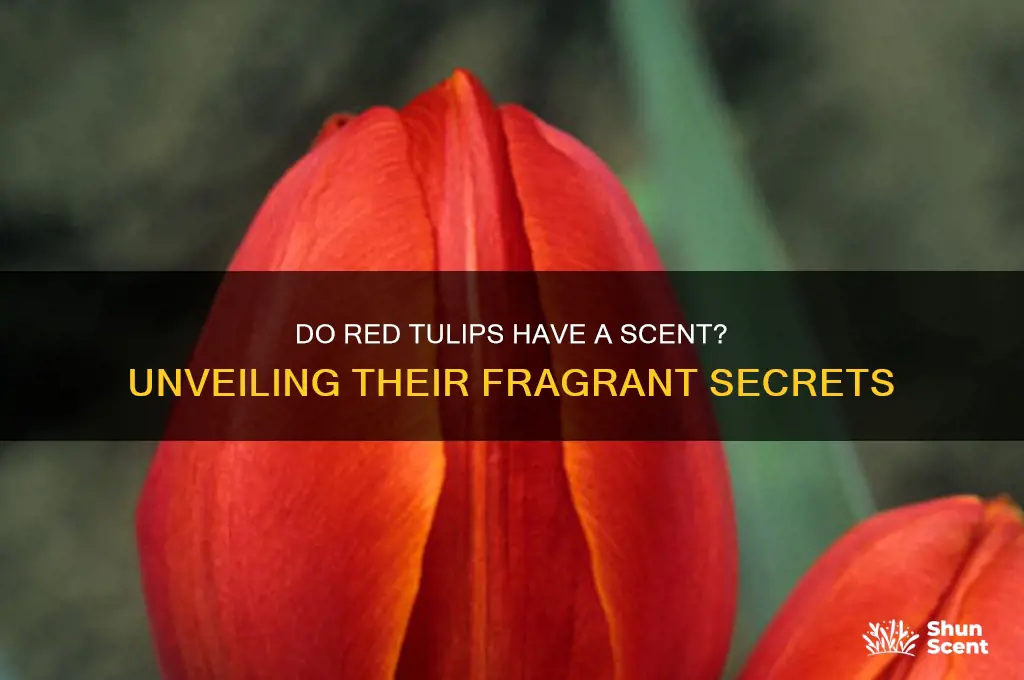 do red tulips have a scent