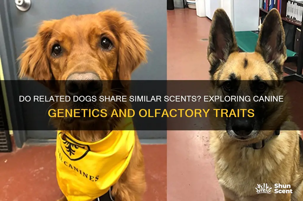 do related dogs have similar scents