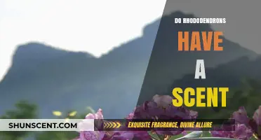 Do Rhododendrons Smell? Unveiling the Scent Mystery of These Blooms