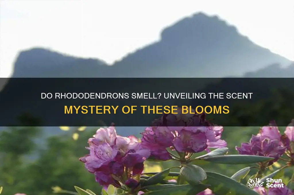 do rhododendrons have a scent