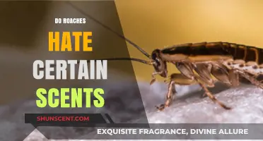 Scents That Repel Roaches: Discover Natural Smells They Hate