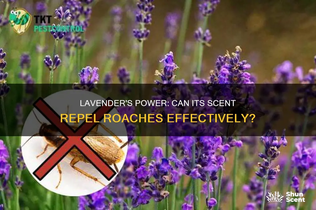 do roaches hate lavender scent