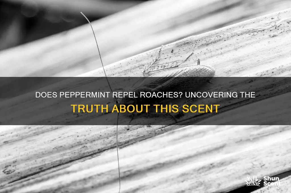 do roaches hate peppermint scent