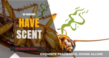 Unveiling the Truth: Do Roaches Have a Distinct Scent?