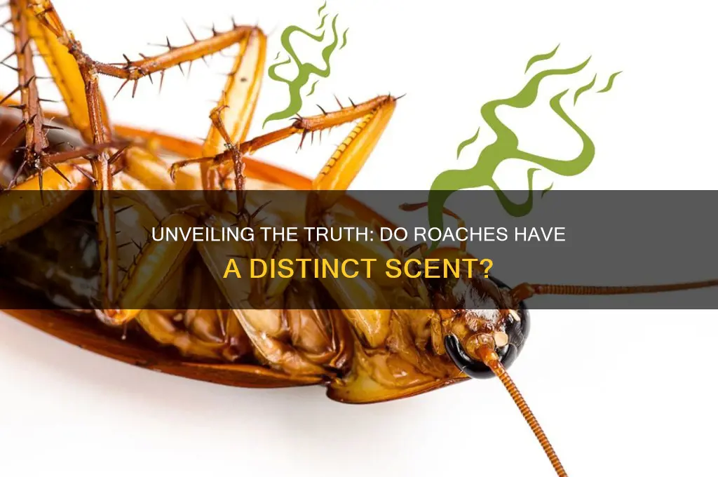 do roaches have scent