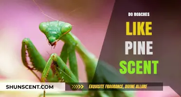 Pine Scent and Roaches: Unraveling the Myth of Attraction