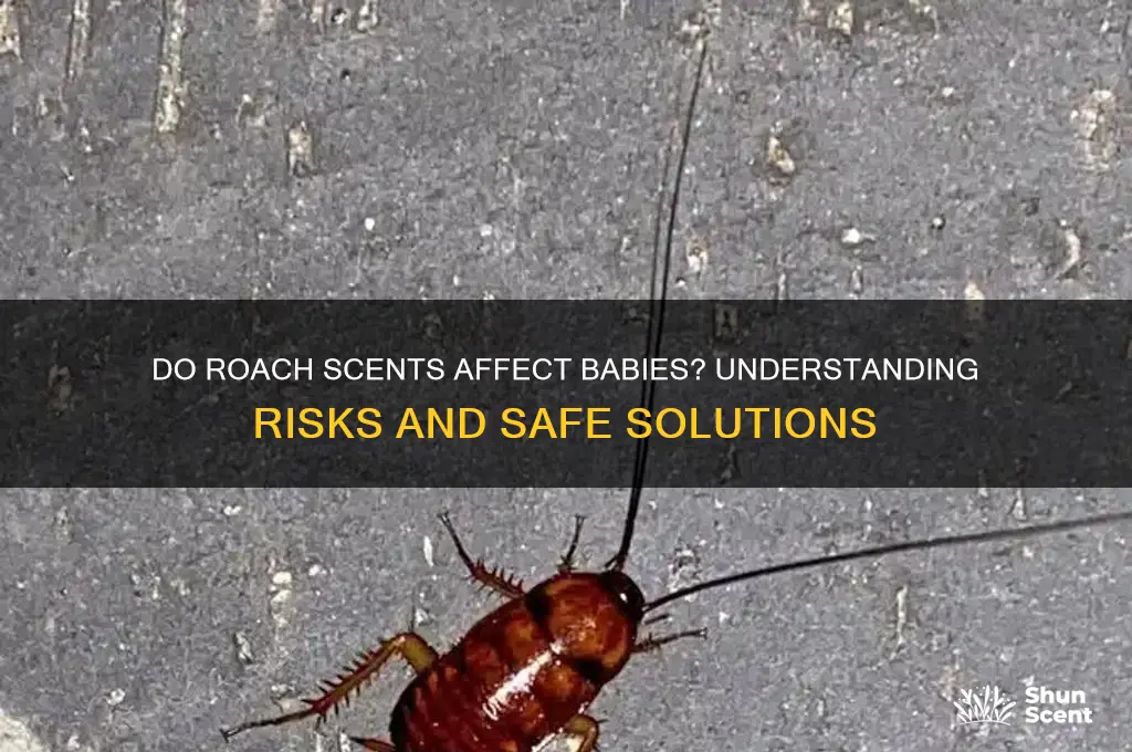 do roaches scents babies