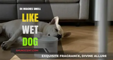 Exploring the Myth: Do Cockroaches Really Smell Like Wet Dog?