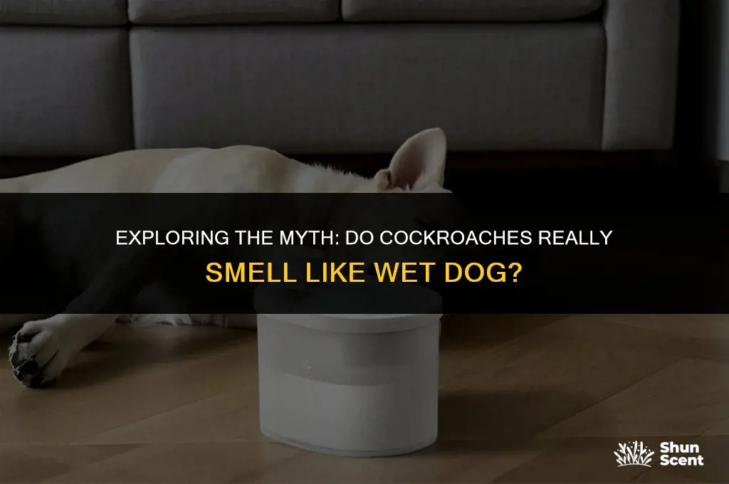 do roaches smell like wet dog