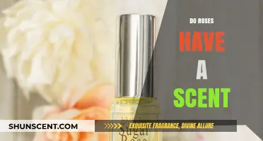 Do Roses Have a Scent? Unveiling the Truth Behind Their Fragrance