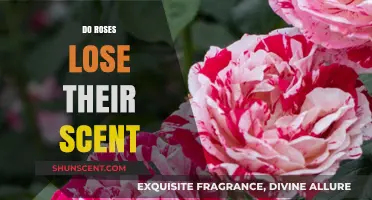 Why Do Roses Lose Their Scent? Exploring the Science Behind Fading Fragrance