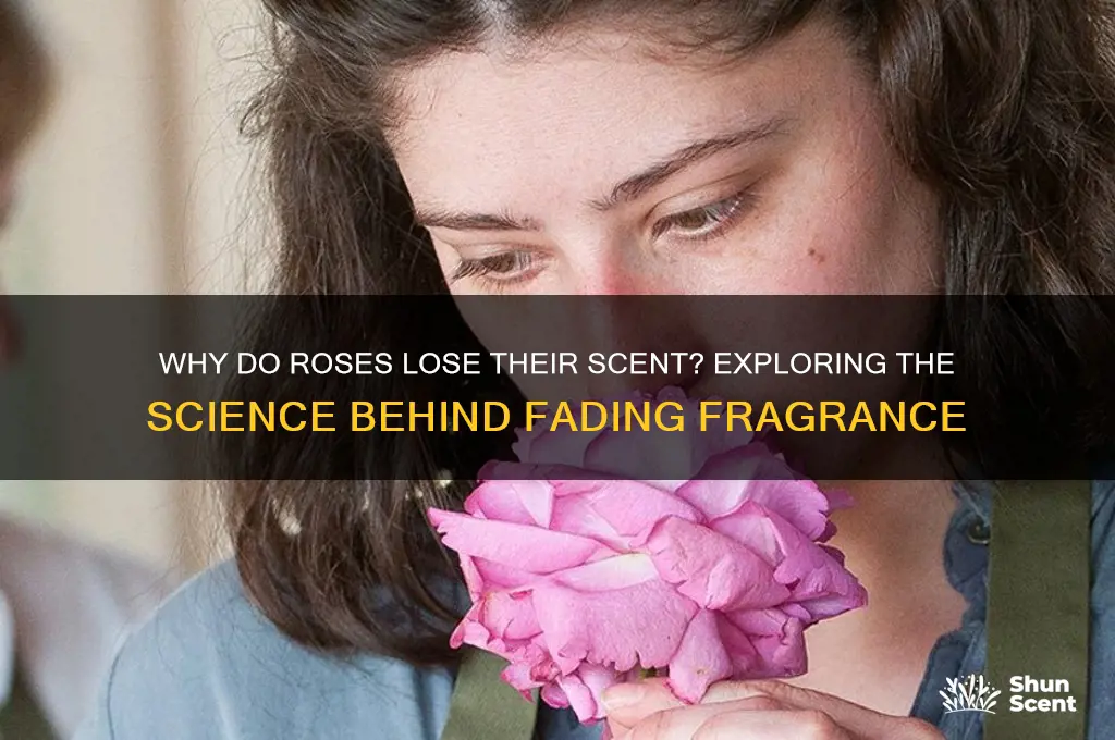 do roses lose their scent