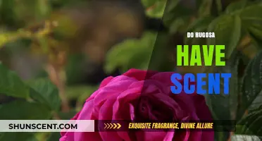 Do Rugosa Roses Have a Scent? Unveiling Their Fragrant Secrets
