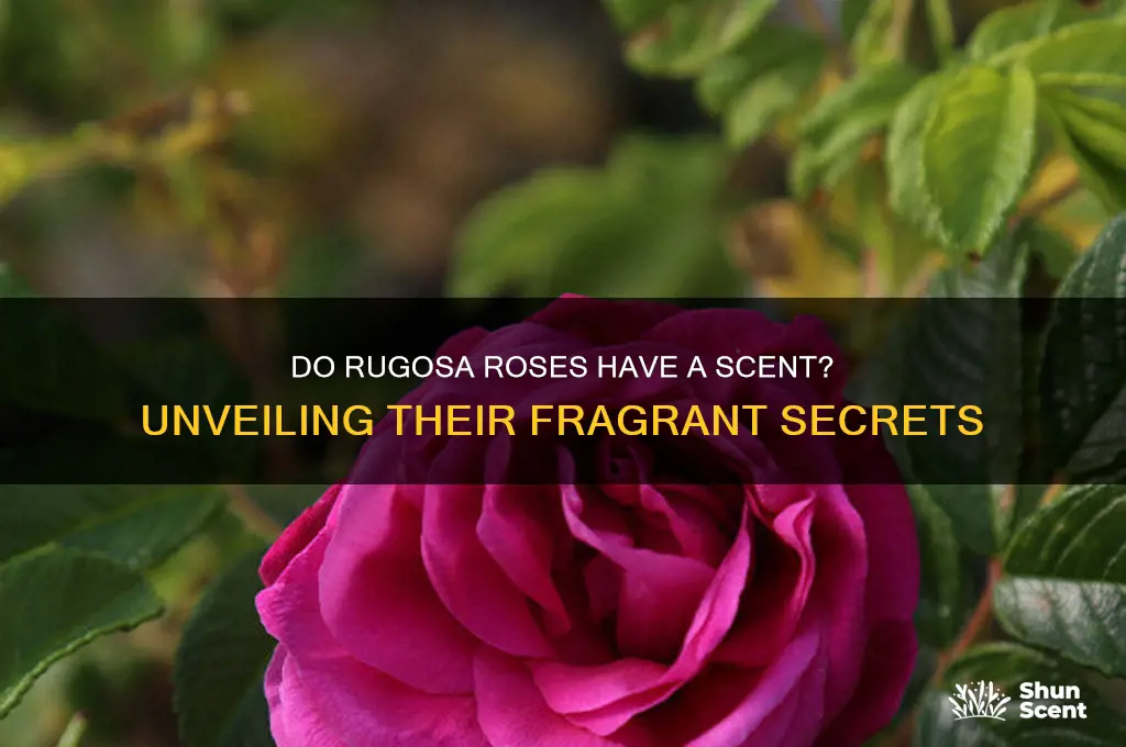 do rugosa have scent