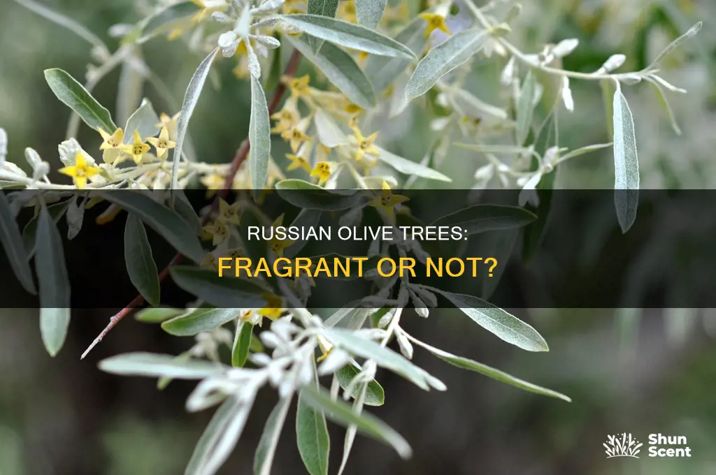 do russian olive trees have an aroma