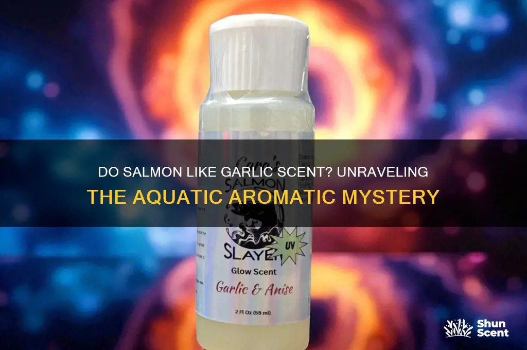 do salmon like garlic scent