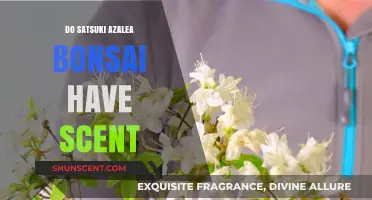 Scent of Satsuki Azalea Bonsai: Fragrant or Not?
