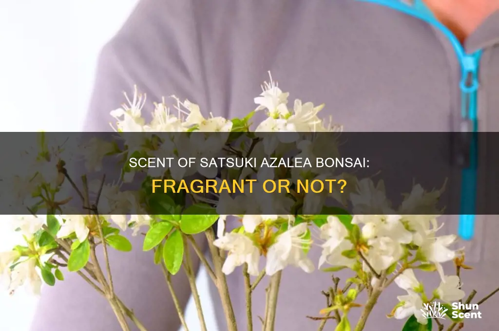 do satsuki azalea bonsai have scent