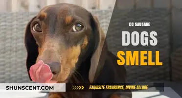 Unraveling the Myth: Do Sausage Dogs Really Have a Strong Smell?