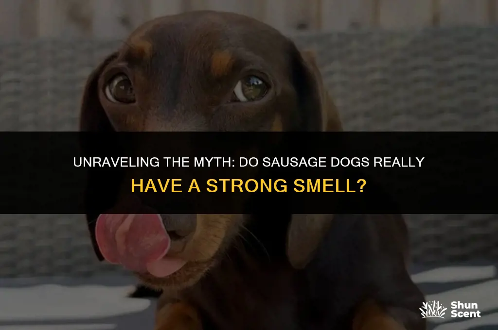 do sausage dogs smell