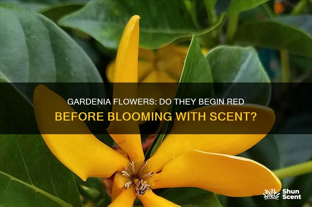 do scent amazing gardenia flowers start out red