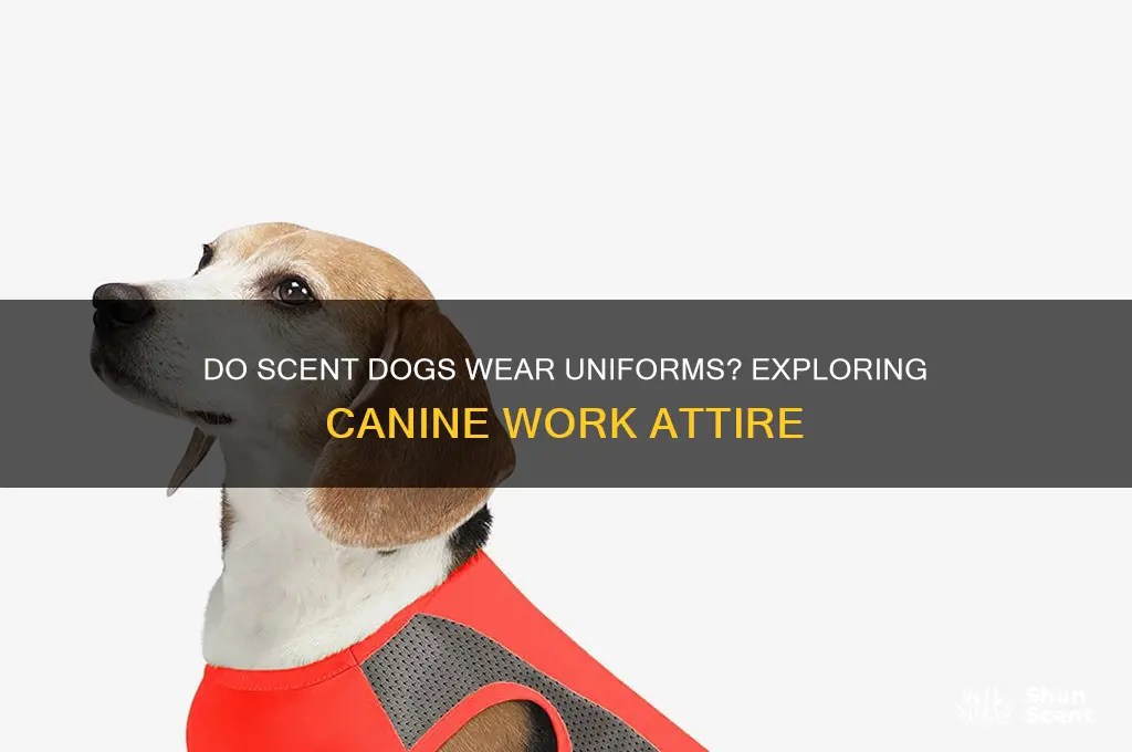 do scent dogs have uniforms