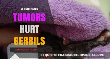 Understanding Scent Gland Tumors in Gerbils: Pain, Symptoms, and Care