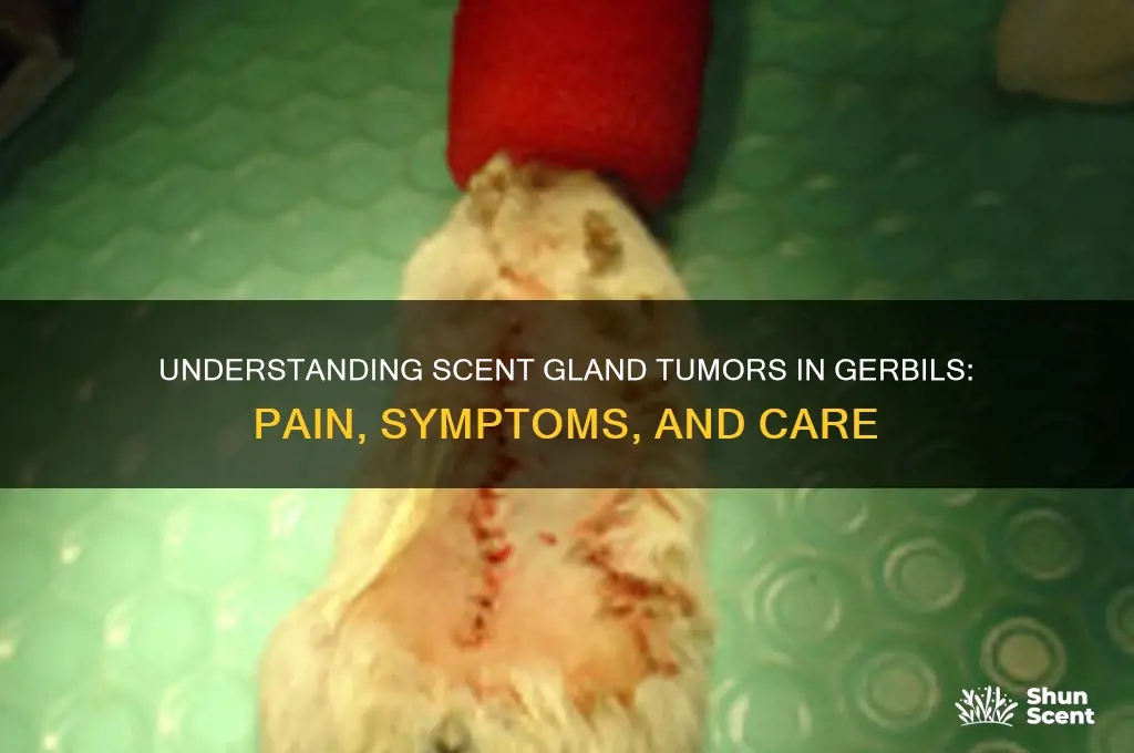 do scent gland tumors hurt gerbils
