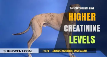Scent Hounds and Creatinine: Unraveling the Kidney Health Mystery