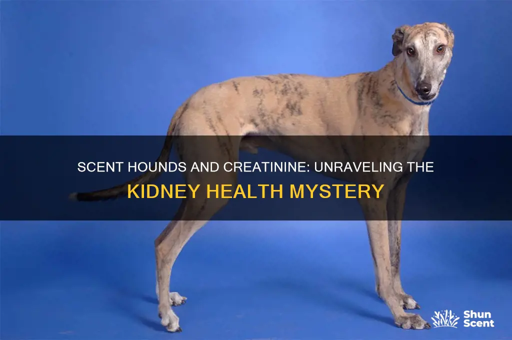 do scent hounds have higher creatinine levels