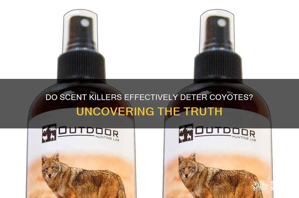 do scent killers work for coyotes