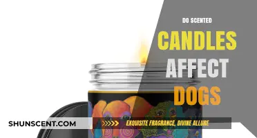 Scented Candles and Dogs: Potential Risks and Safe Alternatives