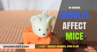 Scented Candles and Mice: Uncovering the Impact on Rodent Behavior