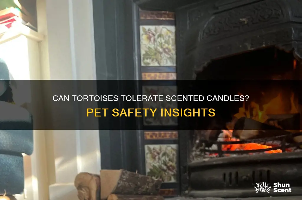 do scented candles bother tortoises